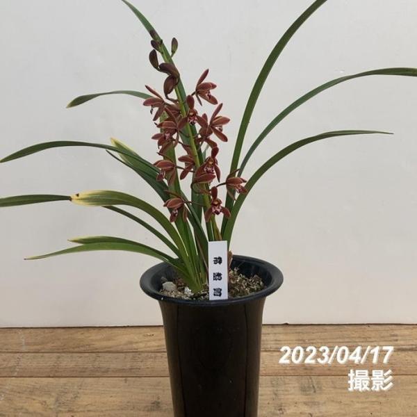 akatsukagarden_n10003257