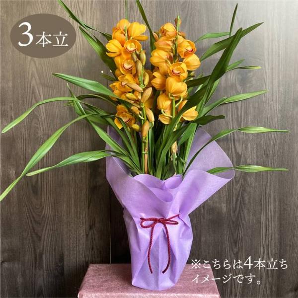 シンビジューム オレンジ系 6号 3本立｜洋蘭04-PA : 赤塚植物園ヤフー