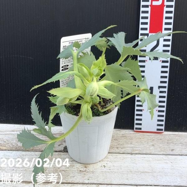 カラーリーフクリスマスローズ 3.5号 ステルニー スーパーシルバー（緑