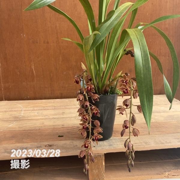 まもなく開花〜開花中 花芽2個以上>ミスマフェット 4号(赤花系 まもなく開花〜開花中 花芽2個以上>ミスマフェット 4号(赤花系