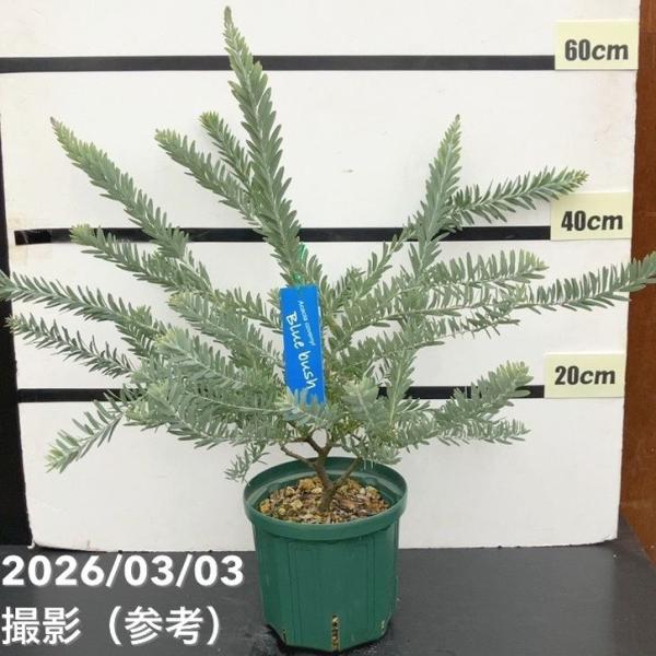 アカシア ブルーブッシュ 6号｜花木10-TU : 赤塚植物園ヤフー店 - 通販