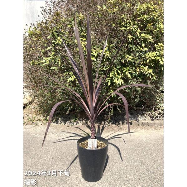 コルジリネブラックリーフ　8号特大苗木最高等級極上品‼️希少品種 akatsukagarden_n10004493