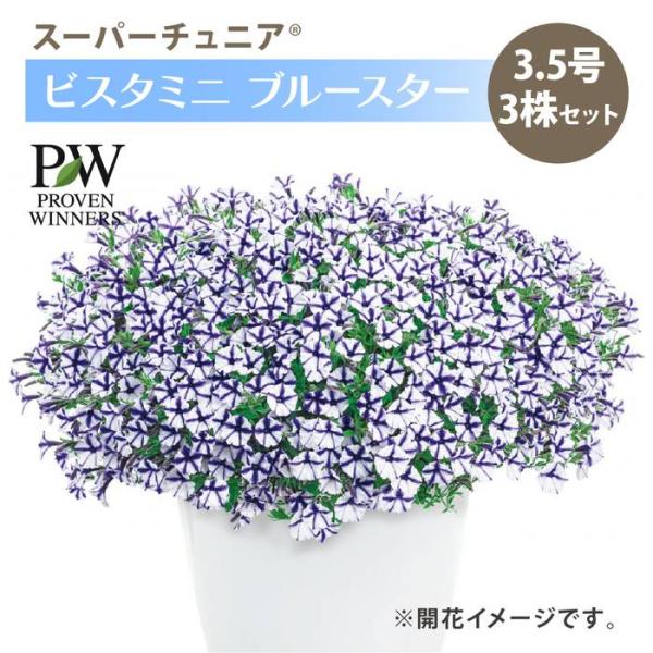 akatsukagarden_n10004503