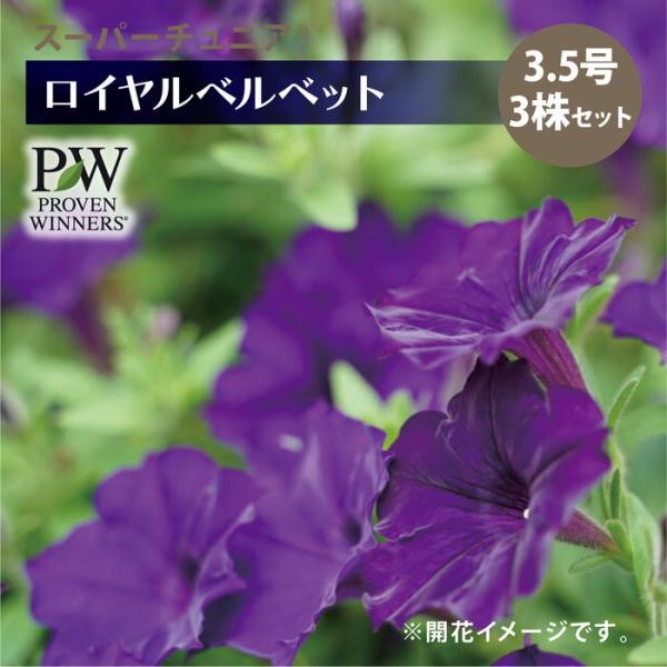 akatsukagarden_n10004506