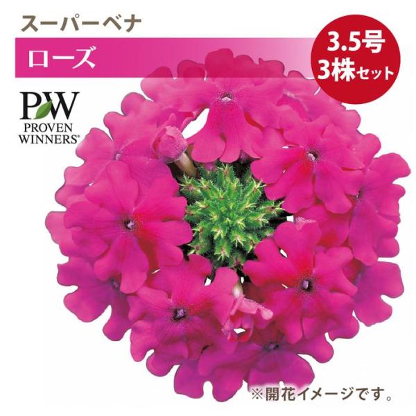 PW スーパーベナ ローズ 3.5号×3株セット｜草花04-PA : 赤塚植物園