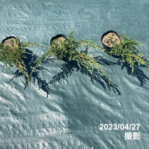 [ブルーカーペット]ニイタカビャクシンの仲間で、地面に広がるタイプの品種です。匍匐性で小枝が良く分岐し、グランドカバーに適しています。春から秋は灰青色か青緑色、冬期は茶褐色になります。分類:ヒノキ科ビャクシン属特性:常緑性用途:グランドカバ...