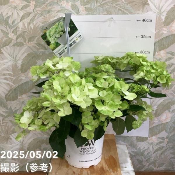 開花中＞PW ラグランジア シャンデリーニ 5号｜花木04-PA : 赤塚植物園