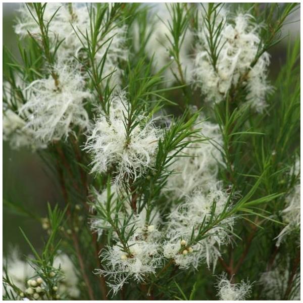 [メラレウカ]メラレウカはオーストラリア原産でフトモモ科の常緑性低木です。花の色は白、ピンク、赤などバラエティに富み、美しく庭を彩ってくれます。また、それぞれの葉には爽やかな香りを持ち、精油(エッセンシャルオイル)が採れる品種もあります。耐...