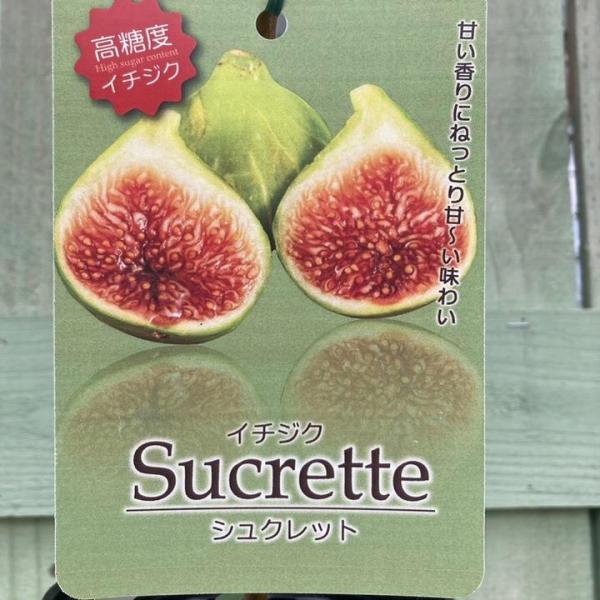 イチジク シュクレット 4号ロング｜果樹04-PA : 赤塚植物園ヤフー店