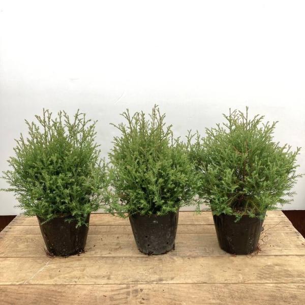 [エレガンススフィア]ラインゴールドから偶然発見した枝を挿し木で増やして特性の違いを確認し種苗登録されました。ラインゴールドに比べて夏に葉焼けしにくく、蒸れにくいのが特徴です。春から秋の葉色は優しいライムグリーンで、冬になると茶色に変化しま...