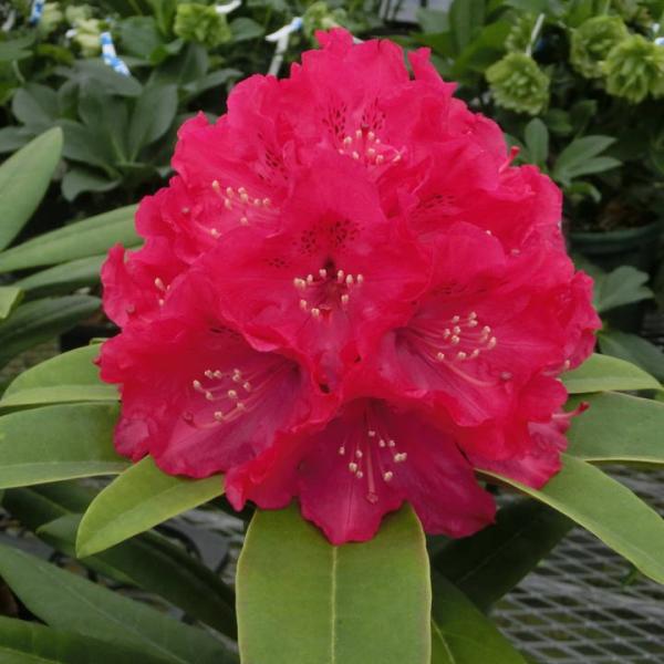 [Release date: September 27, 2023][シャクナゲ レッドアップル]少し紫みを帯びた赤桃色の中輪で、20輪ほどが整ったピラミッド状の隙間のない花房を作ります。葯のクリーム色がよく目立ちアクセントになっています。...