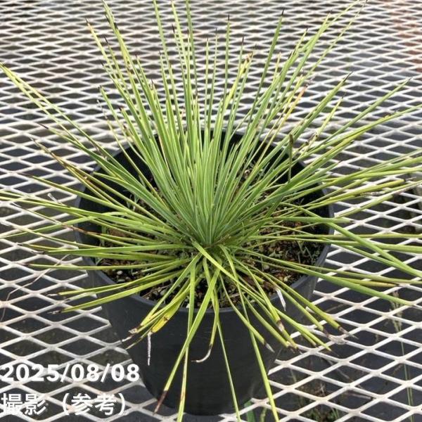 ユッカ リネアリフォリア (た) da413991f5d889bd1d263f8262db18