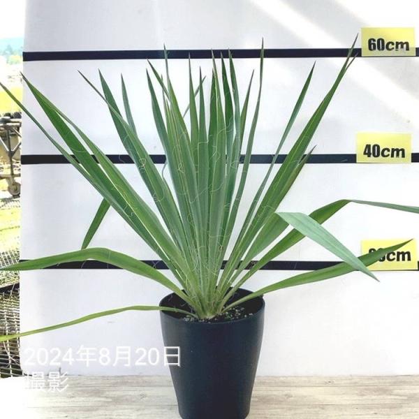 ユッカ 6号 レクルビフォリア（Yucca recurvifolia pendula）｜花木01