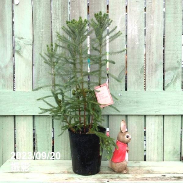 バーゼリア グリーニッシュ 6号｜花木04-PA : 赤塚植物園ヤフー店