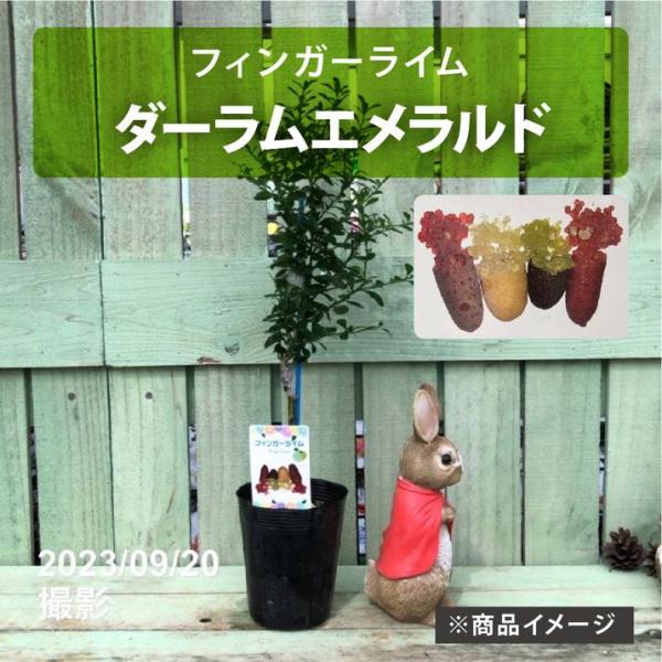 フィンガーライム 3.5号 ダーラムエメラルド｜柑橘｜果樹10-TU