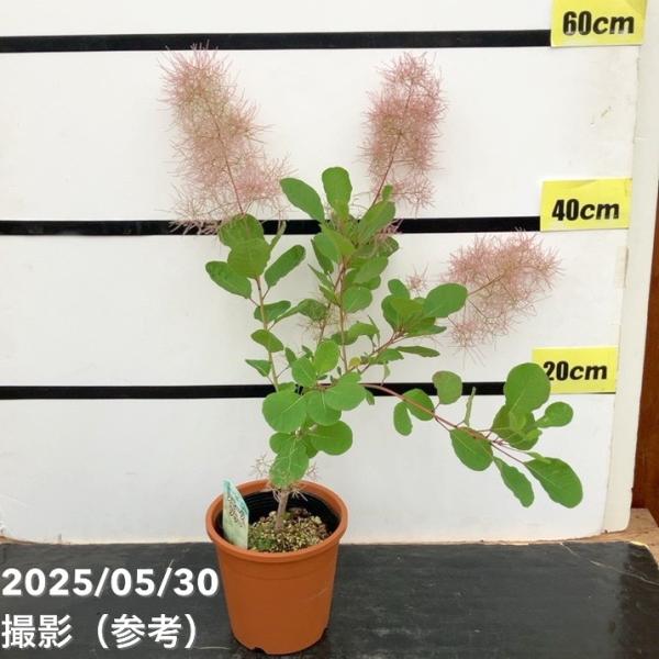 スモークツリー　グリーンボール　345 スモークツリー グリーンボール 5号｜花木10-TU : 赤塚植物園ヤフー店