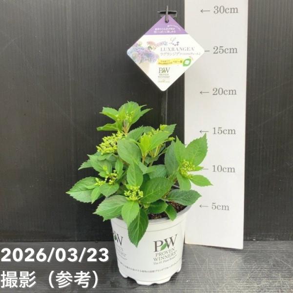 【花苗】PW正規品　ラグランジア　クリスタルヴェール2　タグ付き　鉢ごと発送 PW ラグランジア クリスタルヴェール2 3.5号｜花木10-TU : 赤塚植物園