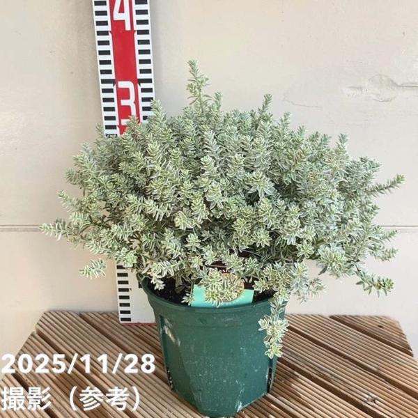 [ウェストンリンギア フルティコサ]葉の縁に美しい黄色の斑が入る品種です。開花期が長く、春から秋にかけて可憐な白い花を咲かせます。[ウェストンリンギア]ウエストリンギアは、一般的に「オーストラリアン・ローズマリー」と呼ばれています。ローズマ...