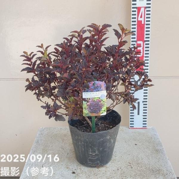 [テマリシモツケ オールブラック]バラ科テマリシモツケ属の耐寒性落葉低木。2017年、オランダのプランタリウム賞で銀賞を受賞した品種です。分枝が良く、現存するテマリシモツケの中で最もコンパクト。樹形はドーム状になります。繊細で鮮やかなブラッ...