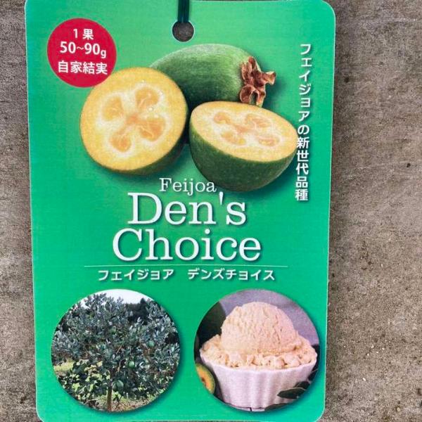 フェイジョア デンズチョイス 4.5号｜果樹04-PA : 赤塚植物園ヤフー店