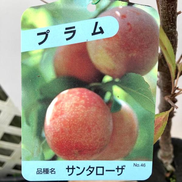 プラム サンタローザ 4号ロングポット｜果樹04-PA : 赤塚植物園ヤフー