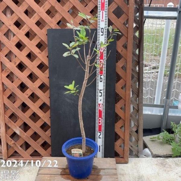 数量限定】スモークツリー フレーム 7号｜s200｜花木10-TU : 赤塚