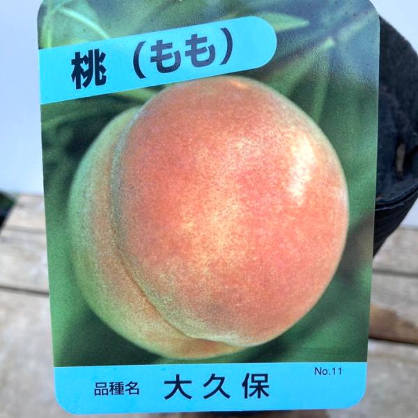 桃 大久保 4号ロングポット 1年生｜果樹04-PA : 赤塚植物園ヤフー店