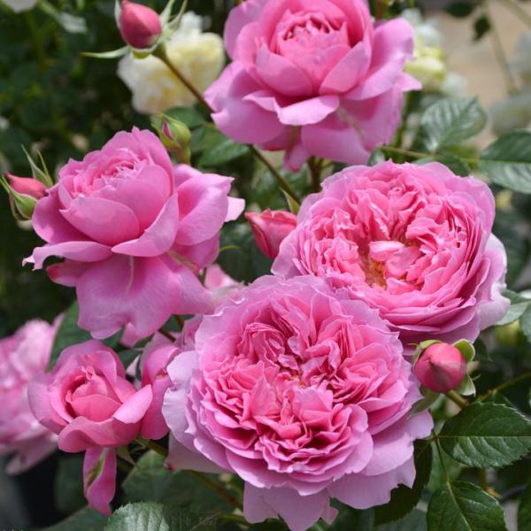 【お買い得！】バラ大苗 プリマヴィスタ 7号 ロサ・オリエンティス｜花木04-D1