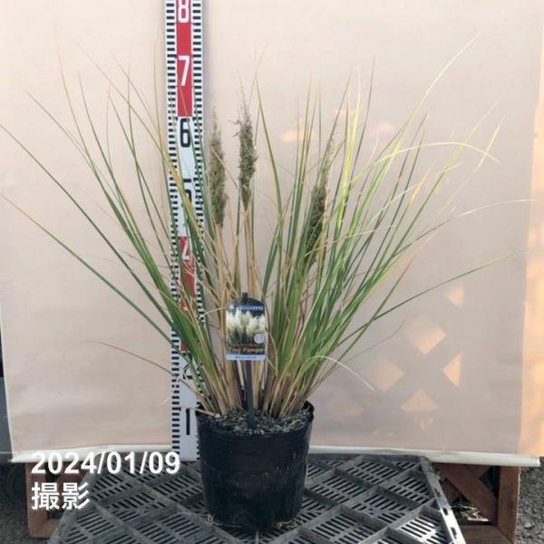 ミニパンパスグラス タイニーパンパ 6号｜草花04-PA : 赤塚植物園