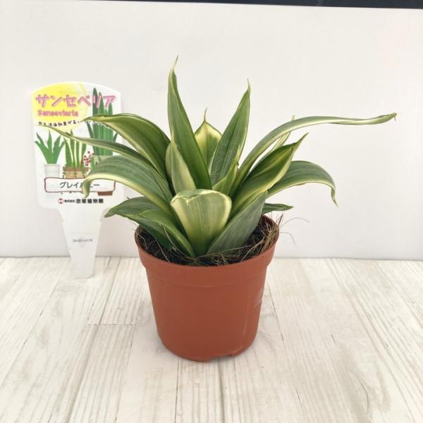 [サンスベリア グレイハニー]葉が放射線状に展開する小型品種。明るいグリーンとぼてっとした肉厚の葉が可愛らしいサンスベリアです。[サンスベリア(サンセベリア)]珍しいサンスベリアを海外(タイ王国)から直接輸入し社内の生産圃場において日本の環...