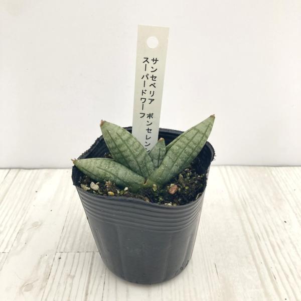 [サンスベリア ボーンセレンシス スーパードワーフ]とても小さな矮性種(ドワーフ)です。ボーンセレンシスというと「恐竜の手」と表現されるほど太くて長い指の様に葉が伸びますが、本種は株の基部からあまり葉が伸びずコンパクトなまま生育が落ち着きま...