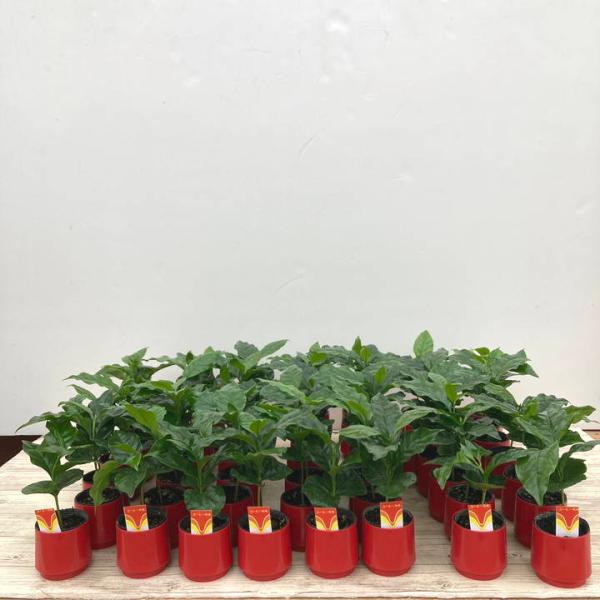 コーヒーの木 2号 50鉢セット｜観葉02-D2 : 赤塚植物園ヤフー店 - 通販