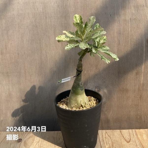 akatsukagarden_n10006306