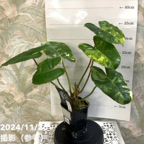 現品お届け】フィロデンドロン バールマルクス バリエガータ