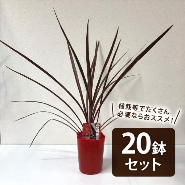 まとめ買い！】コルジリネ 3.5号 オーストラリス レッドスター