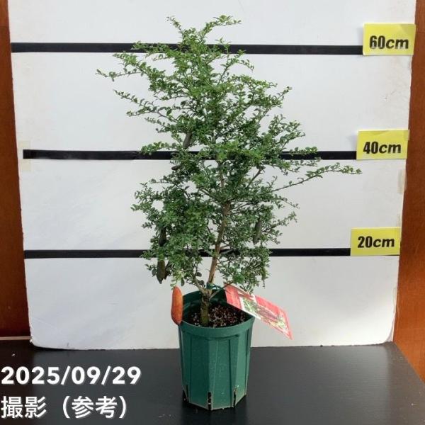 フィンガーライム　リトルルビー5号鉢②　大きい実付き多数✨️接ぎ木‼️送料無料 実付き＞フィンガーライム 5号ロングスリット鉢 リトルルビー