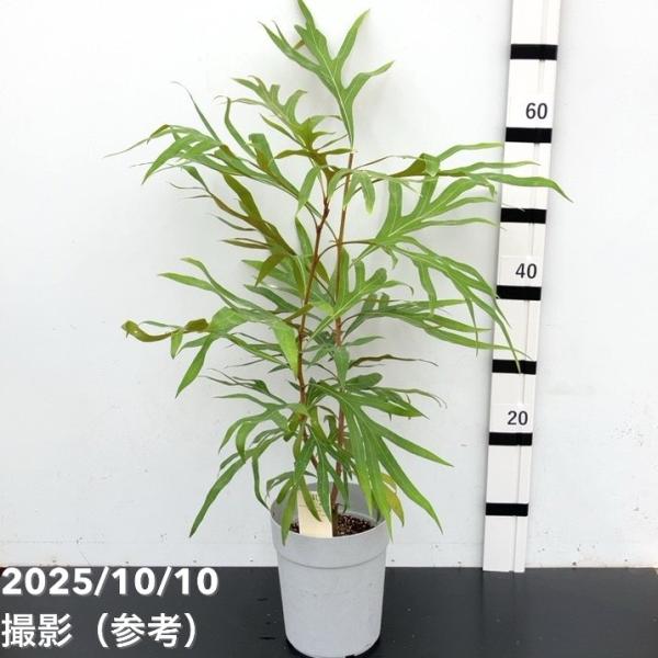 [グレビレア・バイレアナ]一般的に「グレビレア ゴールド」という名前で切り花やドライフラワーの素材として流通する植物です。若い株のうちは葉の裏側は緑色ですが、生育し大きくなるにつれ裏側がゴージャスな金色の葉が展開し始めます。寒さも0℃を下回...