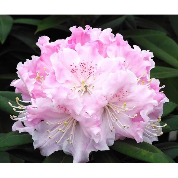 [Release date: September 27, 2023][シャクナゲ ダブルブーケ]光沢ある桜ピンク中輪で、15輪程がこじんまりとしたドーム状の花房を作ります。基本的に一重ですが八重咲き花が出やすい特徴があります。葉はやや光沢が...