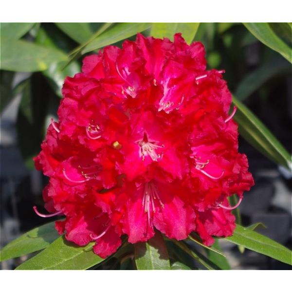 [Release date: September 27, 2023][シャクナゲ バーニングラブ]鮮明な赤の大輪でフリルのある中輪花が２０輪ほどで形の良いコーンタイプの花房を作り、とても目立ちます。 枝はやや伸びやすいのですが、非常に花付き...