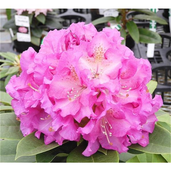 [Release date: September 27, 2023][シャクナゲ レディーローズ]鮮明な濃ローズピンクで底白の中輪花が、20輪程集まってボール状の見事な花房を作り見ごたえがあります。花付きが良く、若木のうちから花を楽しめます...