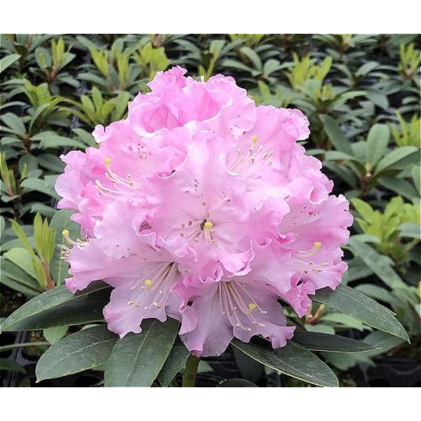 [Release date: September 27, 2023][シャクナゲ パトリシア]明るいミントピンクの中輪で底白の花が15輪ほど集まりドーム状の花房を作ります。花弁に入るフリルが非常に綺麗で、とてもさわやかな花です。立ち性ですが...