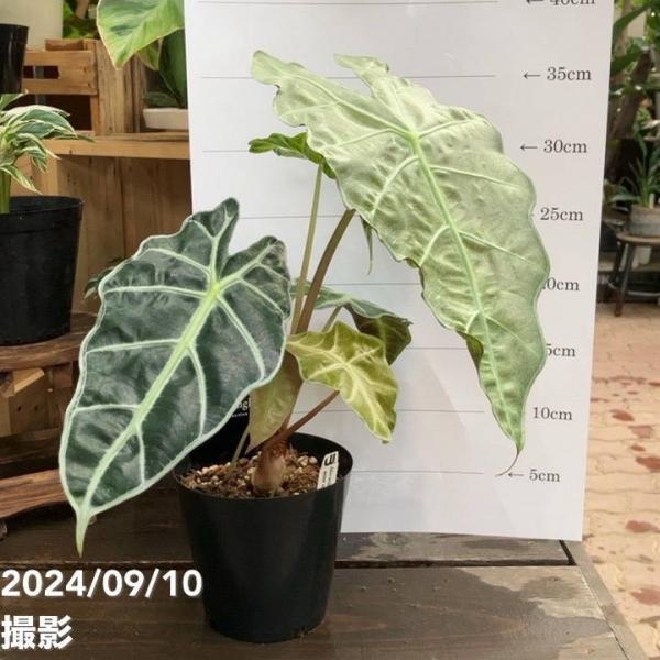 akatsukagarden_n10006739