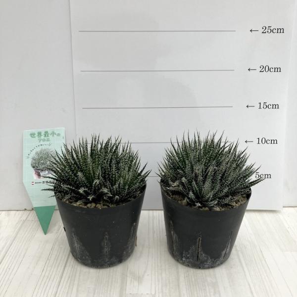 [アロエ・ハオルチオイデス]マダガスカル原産の極小のアロエです。「ハオルチオイデス」は「ハオルチアのような」という意味があり、ハオルチアの一部の品種に似ていることが名前の由来です。多肉質で濃緑色な葉の縁に、白く柔らかいトゲが密に生えています...