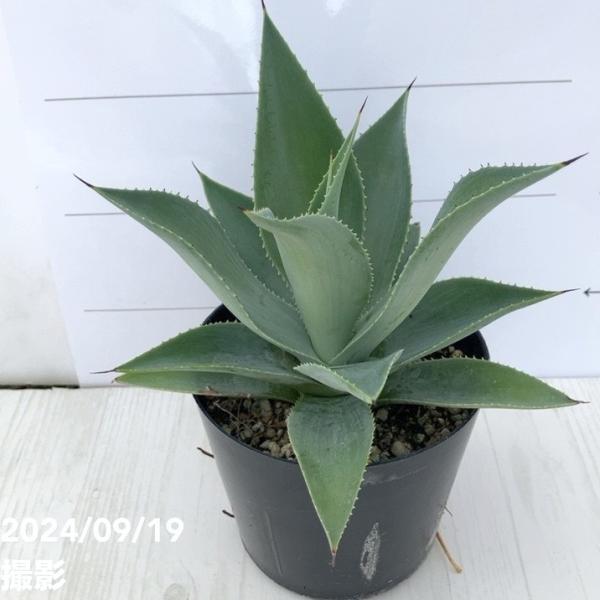 アガベ 3.5号 ブルーヘイズ｜観葉01-D1 : 赤塚植物園ヤフー店 - 通販