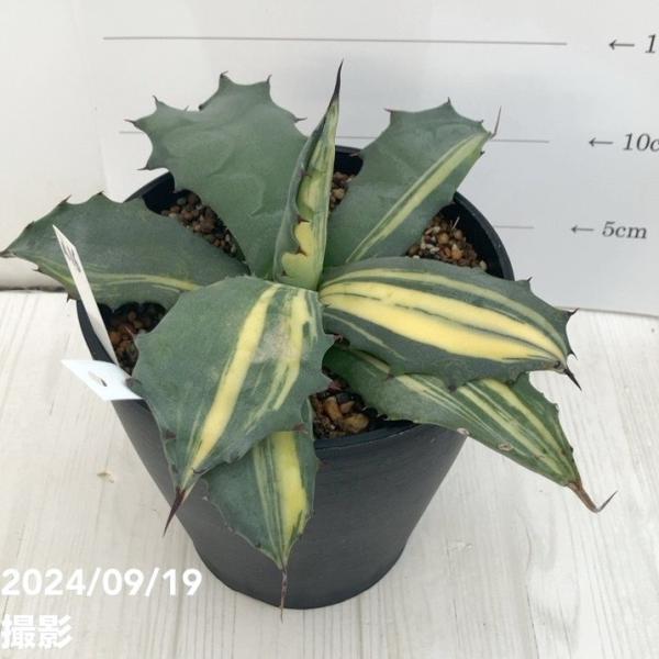 現品お届け】アガベ 5号 赤牙龍 Agave salmiana（A16）｜観葉01-D1