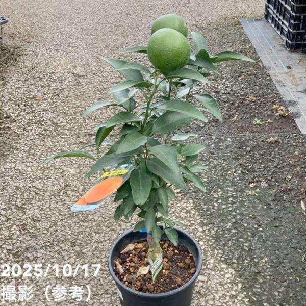 akatsukagarden_n10006814