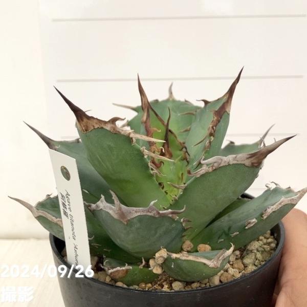 決算P10倍！8/2まで】【現品お届け】アガベ 4号 チタノタ 阿修羅 Agave