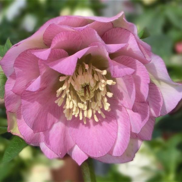 [クリスマスローズ 伊勢みやび 神楽（かぐら）]濃いピンクのダブル中輪。花首がしっかりして下を向かない横向き咲きです。 花立ち良好で大株にすると見事な品種です。