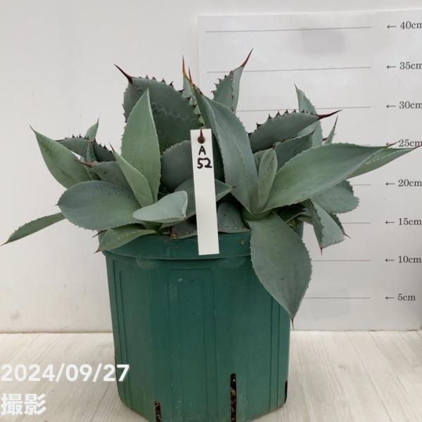 【現株鉢ごと販売】アガベ　ブルームーン7号鉢 現株鉢ごと販売】アガベ ブルームーン7号鉢