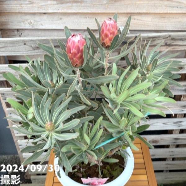 現品お届け】プロテア スペシャルピンクアイス（7花付き）10号特大鉢